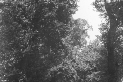 154-Avenue-leading-to-Langley-1890