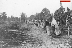 165-Hop-Pickers-in-langley-Park-1870